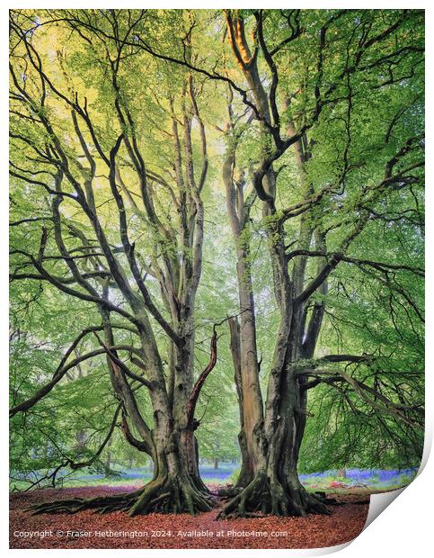 Bluebell Woods Landscape Print by Fraser Hetherington