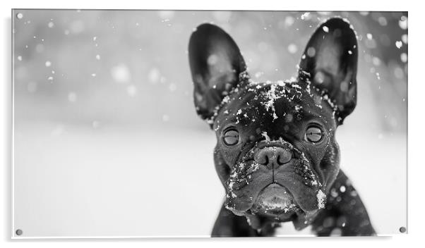 Black and White French Bulldog Acrylic by K9 Art