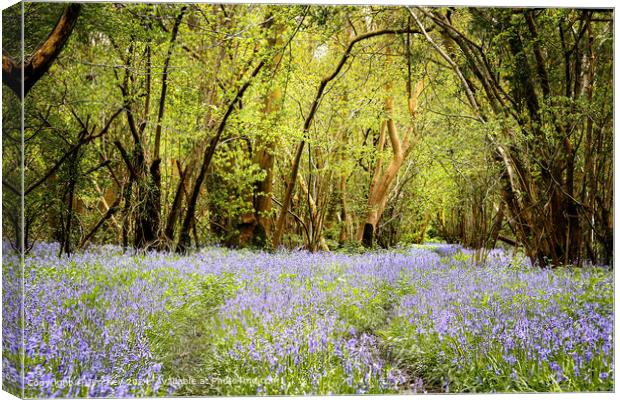 English Bluebell Wood  Foxley Wood Norfolk  Canvas Print by Jim Key