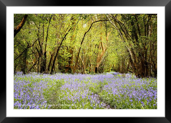 English Bluebell Wood  Foxley Wood Norfolk  Framed Mounted Print by Jim Key