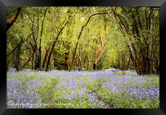 English Bluebell Wood  Foxley Wood Norfolk  Framed Print by Jim Key