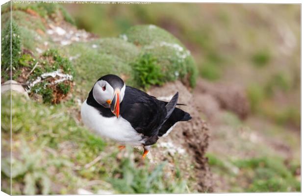 Wild Puffin Portrait in Shetland Canvas Print by Pearl Bucknall