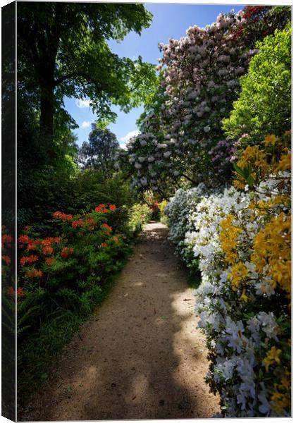Rhododendron Path at Leonardslee Canvas Print by John Gilham