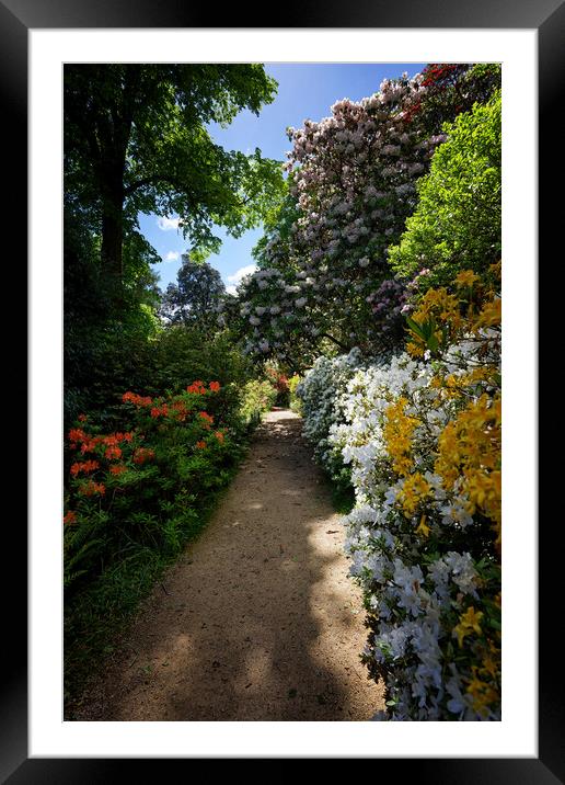 Rhododendron Path at Leonardslee Framed Mounted Print by John Gilham