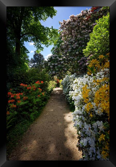 Rhododendron Path at Leonardslee Framed Print by John Gilham