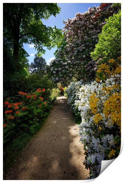 Rhododendron Path at Leonardslee Print by John Gilham