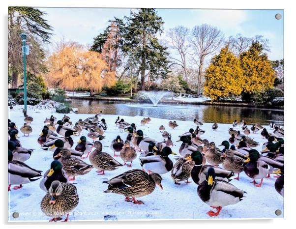 Snowy Ducks Beacon Hill Acrylic by Robert Galvin-Oliphant