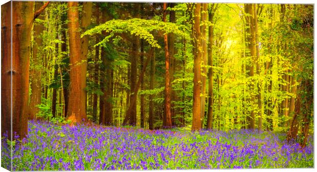 Bluebell Woodland Contrast Canvas Print by Kevin Elias