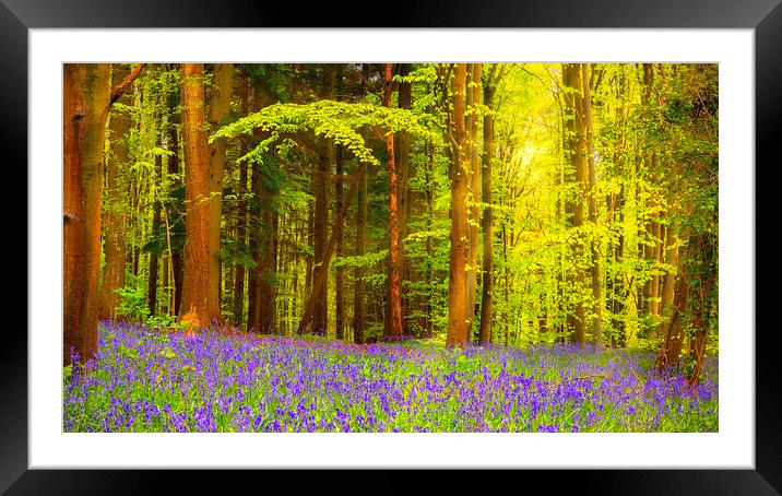 Bluebell Woodland Contrast Framed Mounted Print by Kevin Elias