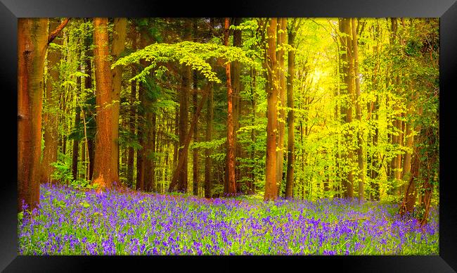 Bluebell Woodland Contrast Framed Print by Kevin Elias