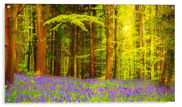 Bluebell Woodland Contrast Acrylic by Kevin Elias