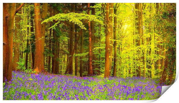Bluebell Woodland Contrast Print by Kevin Elias