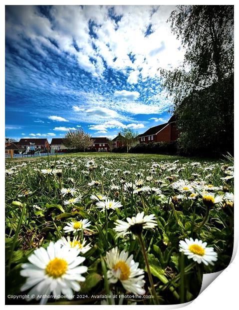 Vibrant Yellow Daisy Flora Print by Anthony Goehler