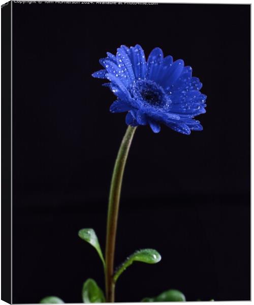 African Daisy, macro image Canvas Print by Tom McPherson