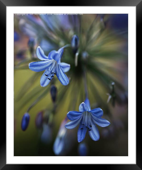 Bluebell Macro Framed Mounted Print by Tom McPherson