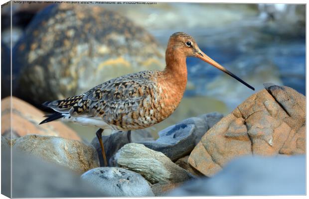 The black-tailed godwit  Canvas Print by Tom McPherson