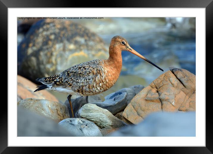 The black-tailed godwit  Framed Mounted Print by Tom McPherson