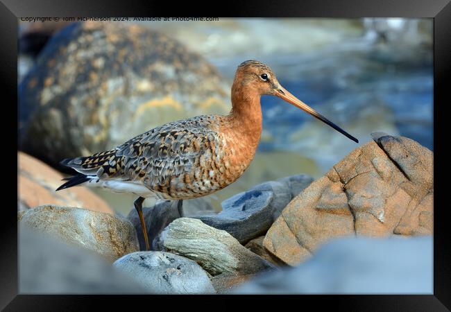 The black-tailed godwit  Framed Print by Tom McPherson