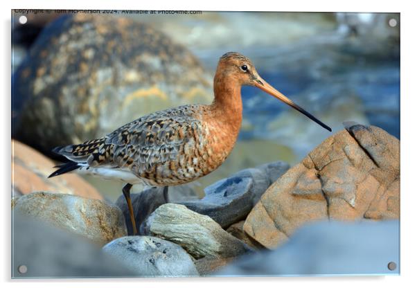 The black-tailed godwit  Acrylic by Tom McPherson