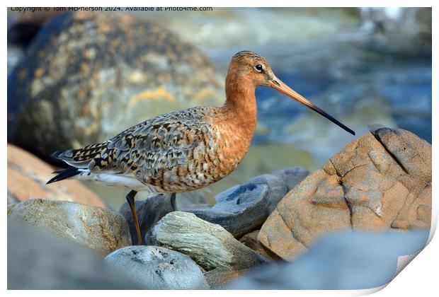 The black-tailed godwit  Print by Tom McPherson