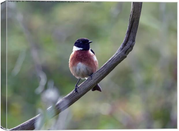 Stonechat Canvas Print by Tom McPherson