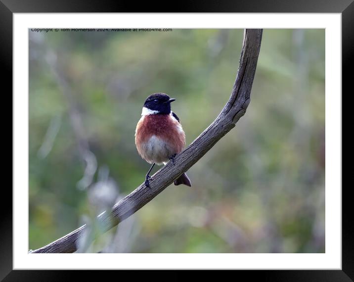 Stonechat Framed Mounted Print by Tom McPherson