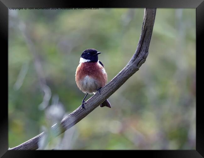Stonechat Framed Print by Tom McPherson