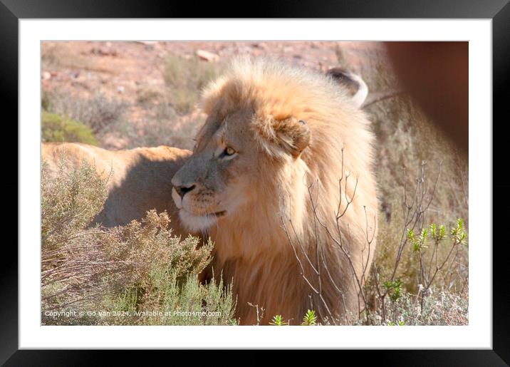 Regal Lion in Aquila Game Reserve Framed Mounted Print by Gö Vān