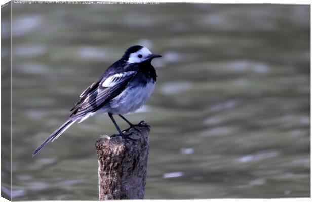 Pied Wagtail Bird Reflection Canvas Print by Tom McPherson