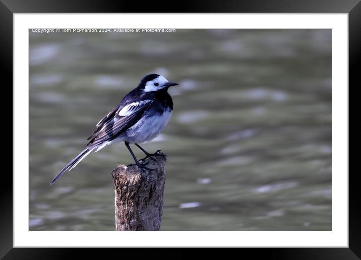 Pied Wagtail Bird Reflection Framed Mounted Print by Tom McPherson