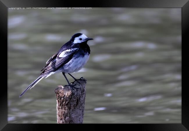 Pied Wagtail Bird Reflection Framed Print by Tom McPherson