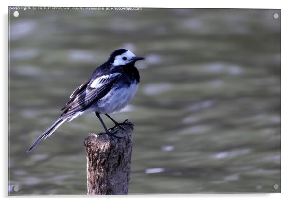 Pied Wagtail Bird Reflection Acrylic by Tom McPherson