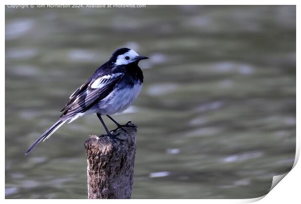 Pied Wagtail Bird Reflection Print by Tom McPherson
