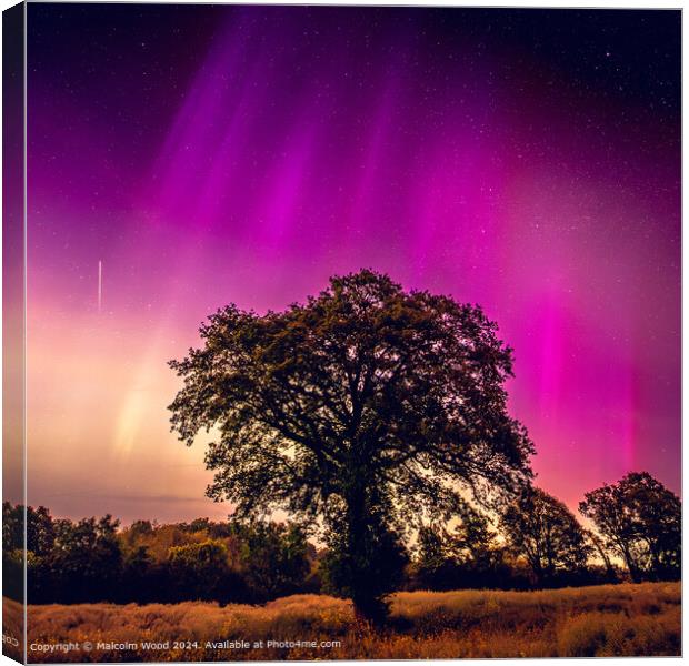 Aurora Over Tree With Meteor Canvas Print by Malcolm Wood