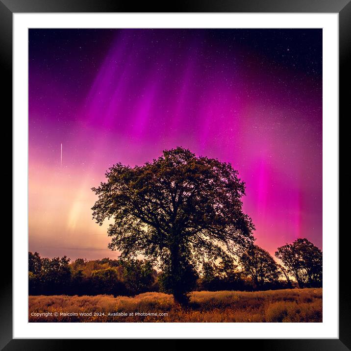 Aurora Over Tree With Meteor Framed Mounted Print by Malcolm Wood