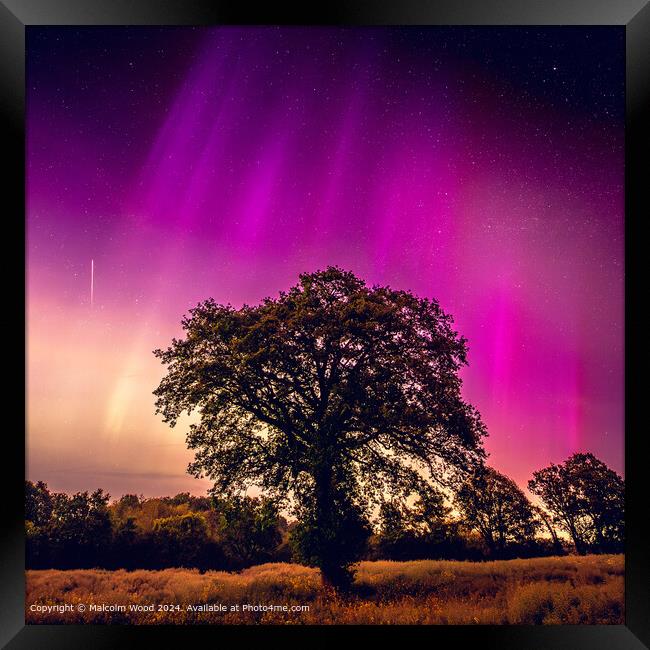 Aurora Over Tree With Meteor Framed Print by Malcolm Wood