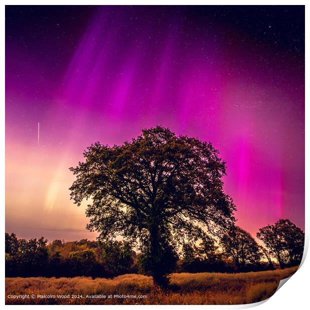 Aurora Over Tree With Meteor Print by Malcolm Wood
