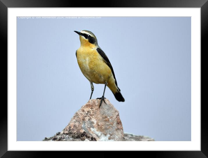 Ground-Dwelling Wheatear  Framed Mounted Print by Tom McPherson