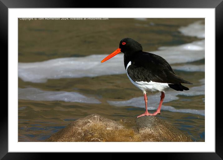 Oystercatcher  Framed Mounted Print by Tom McPherson