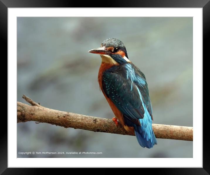 Kingfisher Framed Mounted Print by Tom McPherson