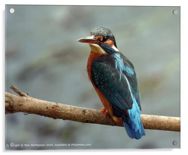 Kingfisher Acrylic by Tom McPherson