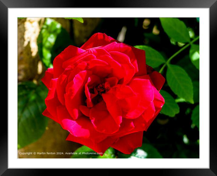 Sunlit red rose Framed Mounted Print by Martin fenton