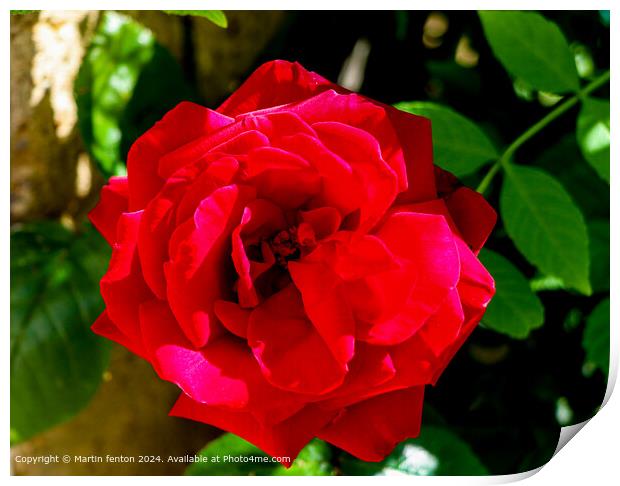 Sunlit red rose Print by Martin fenton
