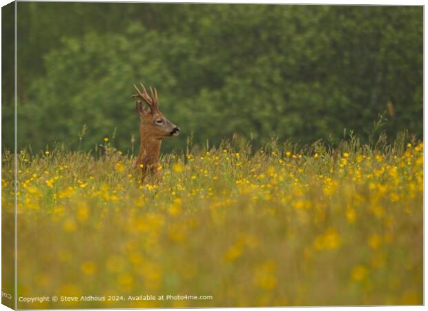 Roebuck Deer in the meadow Canvas Print by Steve Aldhous