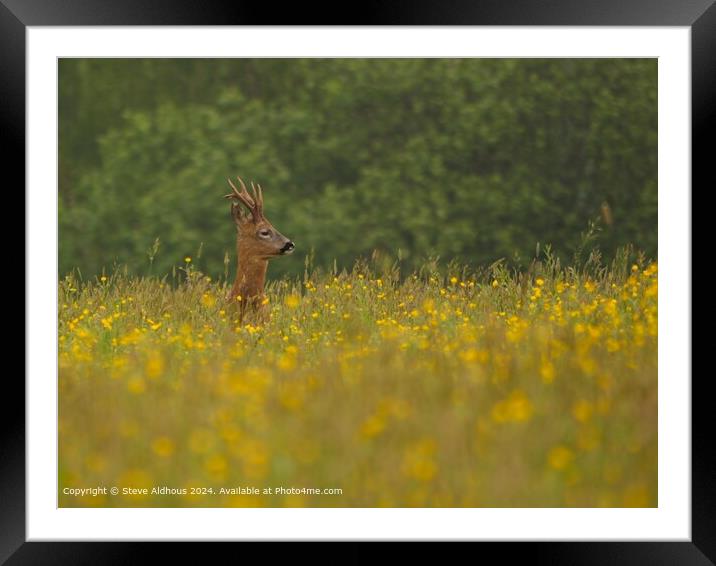 Roebuck Deer in the meadow Framed Mounted Print by Steve Aldhous