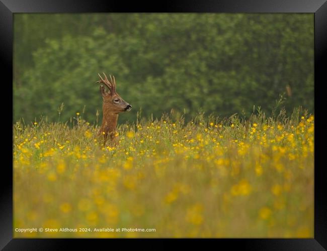 Roebuck Deer in the meadow Framed Print by Steve Aldhous