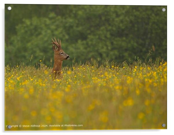 Roebuck Deer in the meadow Acrylic by Steve Aldhous