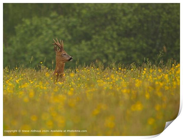 Roebuck Deer in the meadow Print by Steve Aldhous