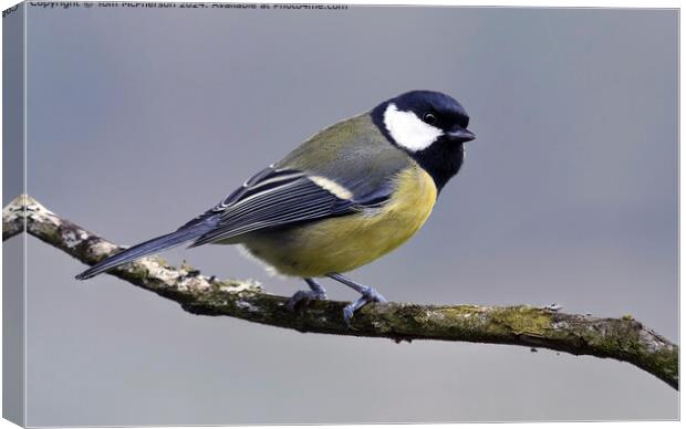 The Great Tit Canvas Print by Tom McPherson