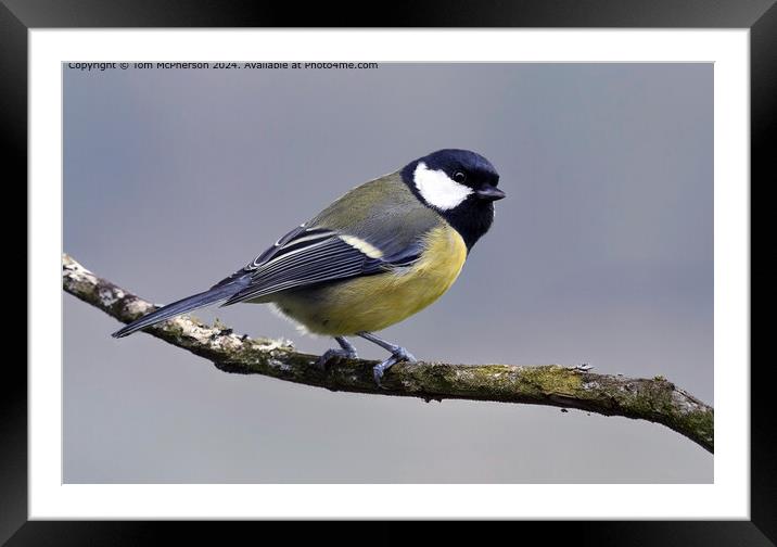 The Great Tit Framed Mounted Print by Tom McPherson